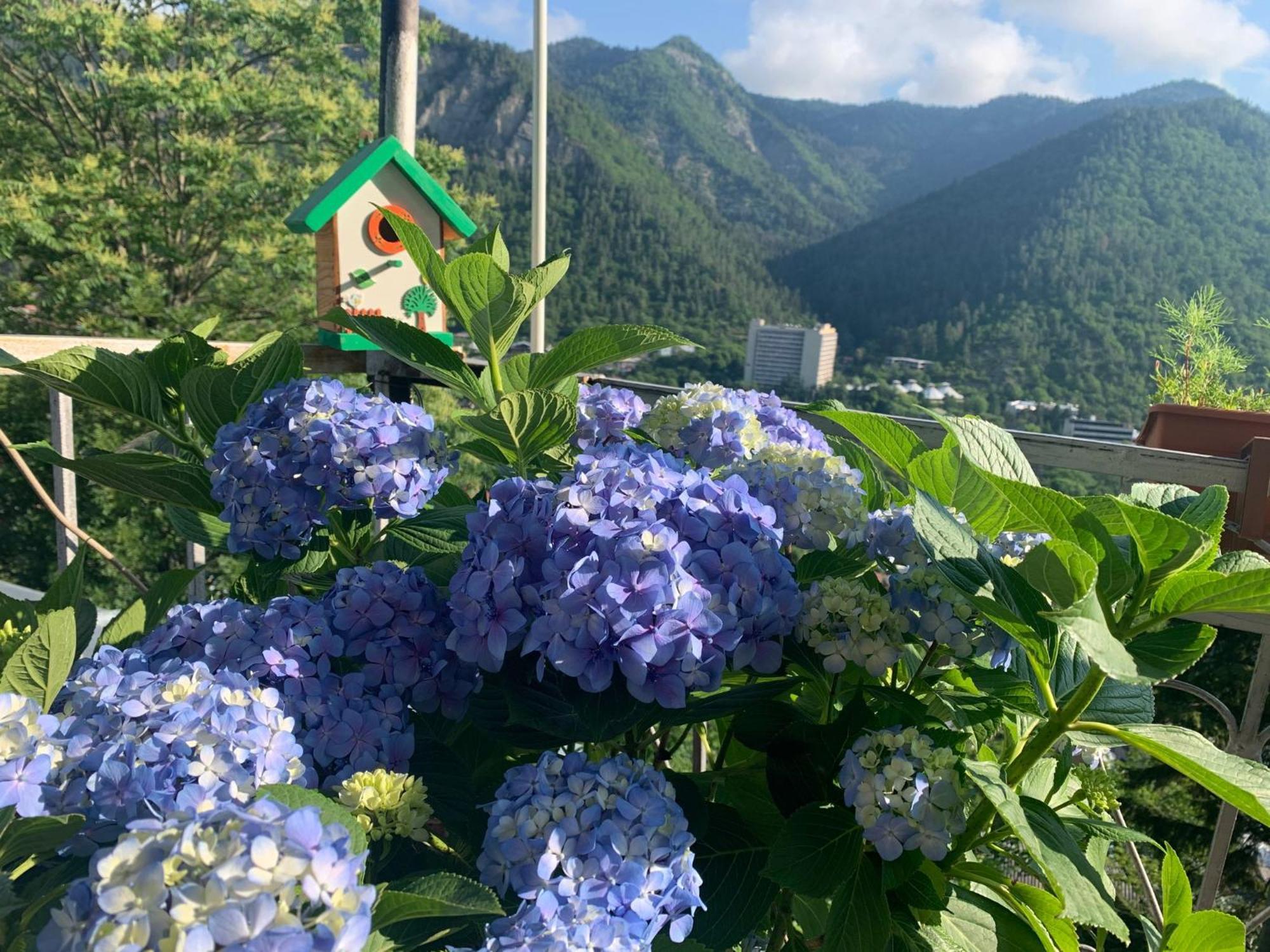 Anano's Guesthouse Borjomi Eksteriør billede